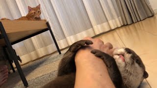 カワウソさくら 高みの見物してたら巻き込まれた猫 otter and cat watching from a distance