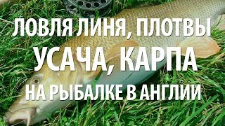 РЫБАЛКА на УСАЧА, ЛИНЯ, КАРПА в АНГЛИИ