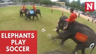 Soccer-Playing Elephants Beat Humans