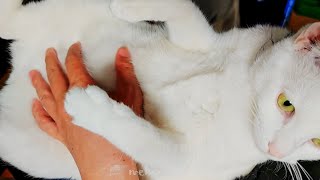 白猫のヌイグルミのような猫