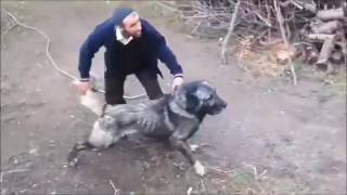 Kangal Köpek Dövüşü Uyarısı YENİ Kesinlikle İzle Destek için Kanala Abone ol