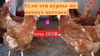 Если  курвы не начнут нестись-то- Я- точу нож.