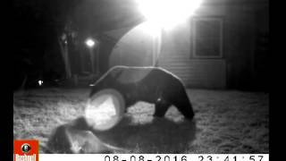 Tioga County,Pa Black Bear
