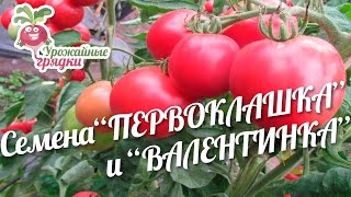 Семена томата сортов «ПЕРВОКЛАШКА» и «ВАЛЕНТИНКА» #urozhainye_gryadki