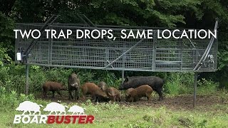 Two successful BoarBuster™ feral hog trappings at the same location