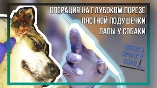Операция на глубоком порезе пястной подушечки лапы у собаки при помощи плазмы NIKOR SPRAY COAG