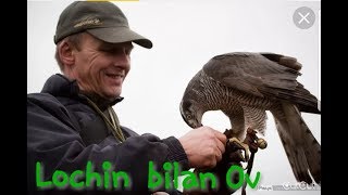 Qo'lga o'rgatilgan ,,,Lochinlar"