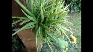 Jus d'Aloe Vera Fait Maison