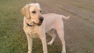 ✿ Лабрадор купается смешное видео для детей про собак labrador video youtube DOG VIDEO FOR KIDS