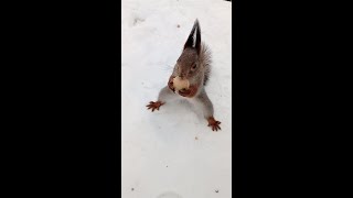Орешки для Толстой и другой белки / Nuts for Tolstoy and other squirrel