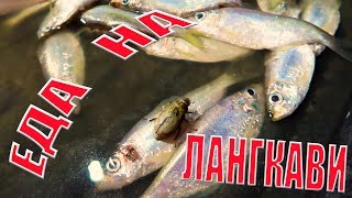 НОЧНОЙ РЫНОК НА ЛАНГКАВИ | ЧТО ЕСТЬ ВКУСНЕНЬКОГО | МНОГО АРОМАТНОЙ ЕДЫ | МАЛАЙЗИЯ
