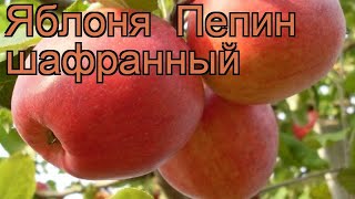Яблоня средний Пепин шафранный (malus) ? обзор: как сажать, саженцы яблони Пепин шафранный