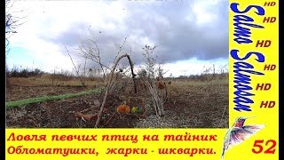 Ловля певчих птиц на тайник - Обломатушки,  жарки - шкварки.