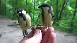 Синицы / Titmouse