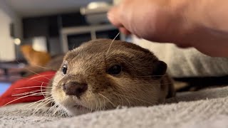 カワウソのぐずり声をたっぷりでお届けする動画 Video with lots of sounds of otter sleeping and breathing.