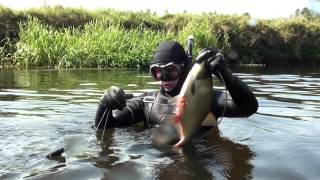 Подводная Охота на Березине.Spearfishing.  Шкиль Игорь
