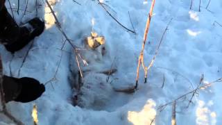 Проверка первой петли на зайца