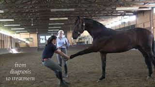 Sore Horse Clinic at KYB Dressage 2017