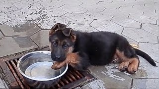 ВОДОПЛАВАЮЩИЙ ЩЕНОК немецкой овчарки. Mega funny puppy. Одесса.