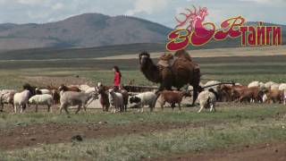 Дикая Монголия. Часть 2 Wild Mongolia Part 2. (HD)