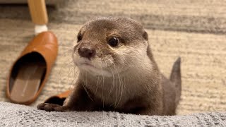 寝るためだけに飼い主に近寄って、あとは爆睡するだけのカワウソ Otters that only come up to you to sleep and just have a blast.