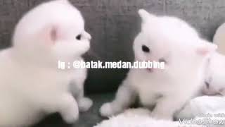 Dubbing batak kocak abis (BMD)