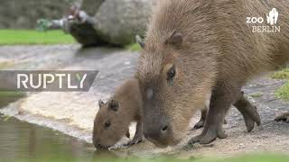 Germany: Berlin zoo welcomes baby capybaras