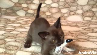 Бурманские котята, питомник Burmorion