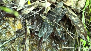 ムカシヤンマ産卵 Tanypteryx pryeri Spawing!!