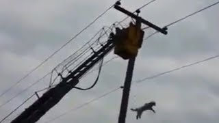 Кот попал под высокое напряжение