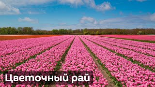Миллионы цветов распустились в Нидерландах