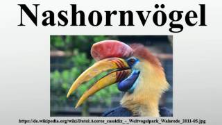 Nashornvögel