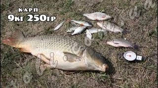 карась ловля секреты рыбалки _ Fishing carp fishing secrets