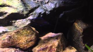 P. nigripinnis in my new JMB IP68 LED light 12k 4/1