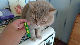 Кот говорит фестиваль ДИКАЯ МЯТА, останусь дома, а ты иди. Милое видео vivavideo.