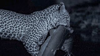 Leopard Family Hunts Catfish at Night  | BBC Earth