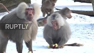 Germany: Monkey Xmas! Santa arrives at Hamburg Zoo with fruity gifts