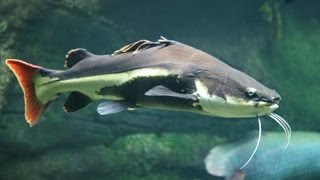 Пираньи и Краснохвостый сом. Redtail catfish and Piranhas