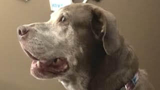 How dog reacts when mom says 'I love you'