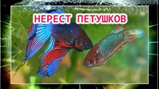 НЕРЕСТ ПЕТУШКОВ В ОБЩЕМ АКВАРИУМЕ