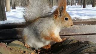 Тот Самый бельчонок, Балерина и Ушастик в конце / Same Squirrel, Ballerina and Ushastik at the end