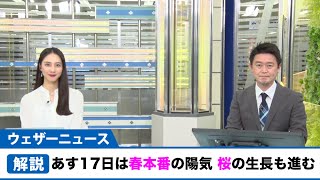 あす17日(水) 春本番の陽気 桜の生長も進む