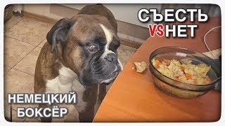 Будет ли моя собака красть еду / Скрытая камера