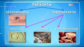 Мифы о паразитах. Доктор И...