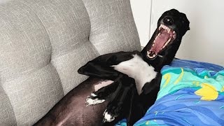 Racing greyhound gets his first taste of indoor life