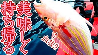 《イトヨリの締め方》美味しく持ち帰るために、釣ってすぐ血抜きと神経締め
