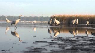 Cranes in The Barycz River Valley / Żurawie w Dolinie Baryczy
