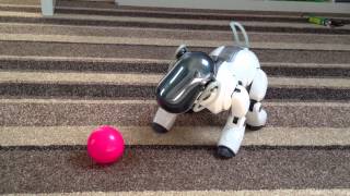 Playing with Sony ERS-7 Snoopy Aibo Dog - Part 3