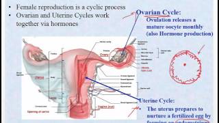 Chapter 26   Reproductive System   Female and Pregnancy