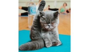 Funny Kitten Learning Yoga